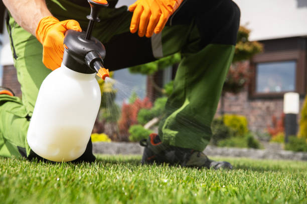 Best Flea Control Services  in Morocco, IN