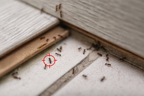 Best Pest Control Near Me in Morocco, IN