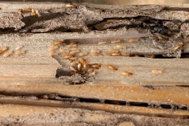 Best Pest Inspection Near Me  in Morocco, IN