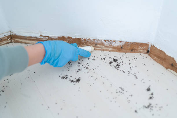 Best Exterminator Services  in Morocco, IN